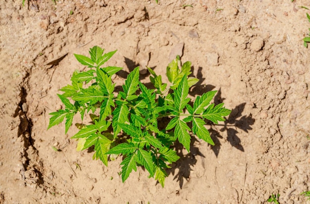 Een tomatenzaailing wordt in de grond geplant