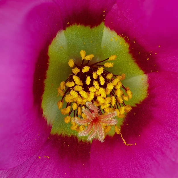 Foto een tot bloei komende knop wordt in close-up gefotografeerd.