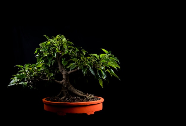 Een traditionele Japanse bonsai miniatuurboom in een pot die op een zwarte achtergrond wordt geïsoleerd