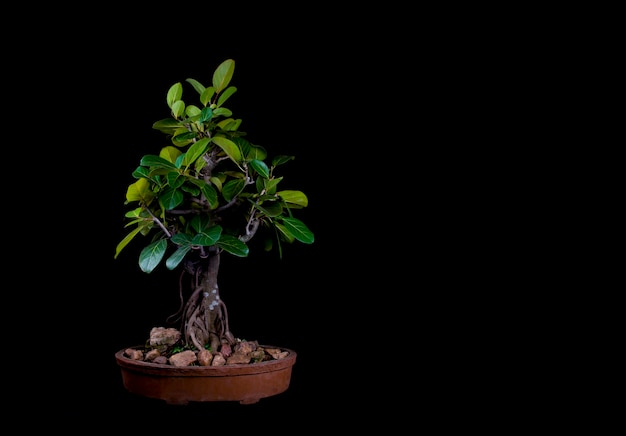 Een traditionele Japanse bonsai miniatuurboom in een pot die op een zwarte achtergrond wordt geïsoleerd