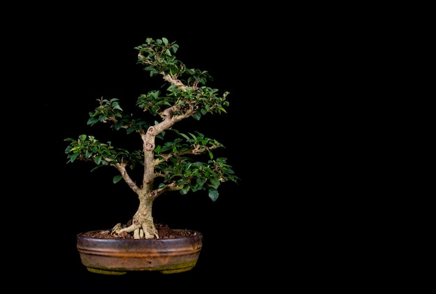 Een traditionele Japanse bonsai miniatuurboom in een pot die op een zwarte achtergrond wordt geïsoleerd