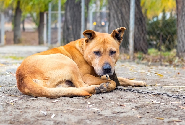 Een trieste pitbull-hond aan een ketting ligt op het erf