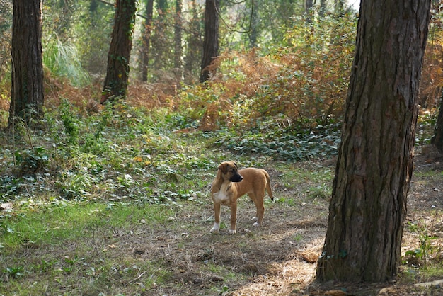 Een trieste zwerfhond achtergelaten in een bos.