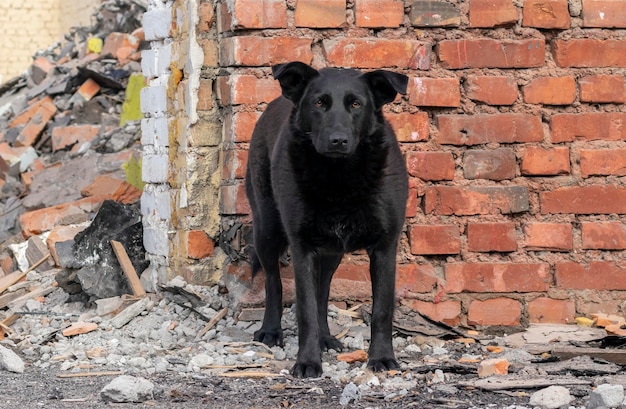 Een trieste zwerfhond zwart van kleur staat alleen in de buurt van een verwoest gebouw