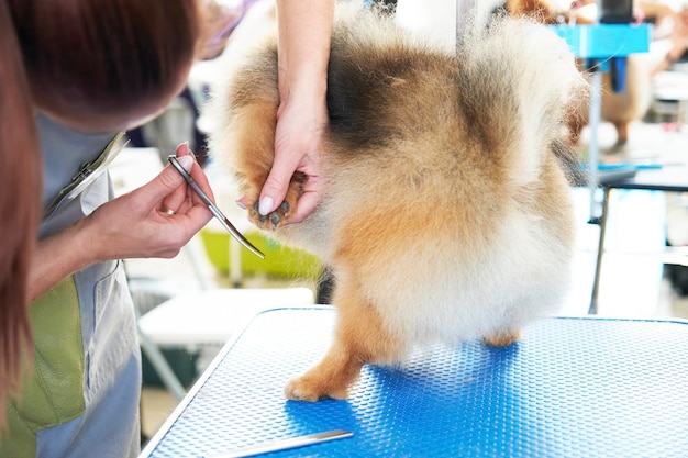 Een trimmer houdt de poot van een Pommerse hond vast om de klauwen te trimmen