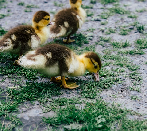 Een troep van kleine gele eendjes die rond het groene gras lopen