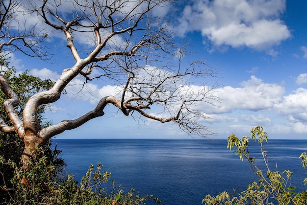 Een tropische bladerloze boom kijkt uit over de blauwe zee en de blauwe lucht van Guadeloupe, in West-Indië