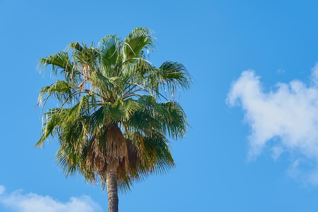 Een tropische palmboom in de zon met een blauwe lucht op de achtergrond