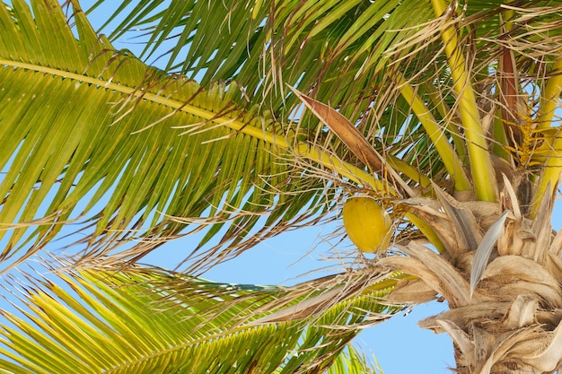 Een tropische palmboom met kokosnoten in de zon met een blauwe lucht op de achtergrond