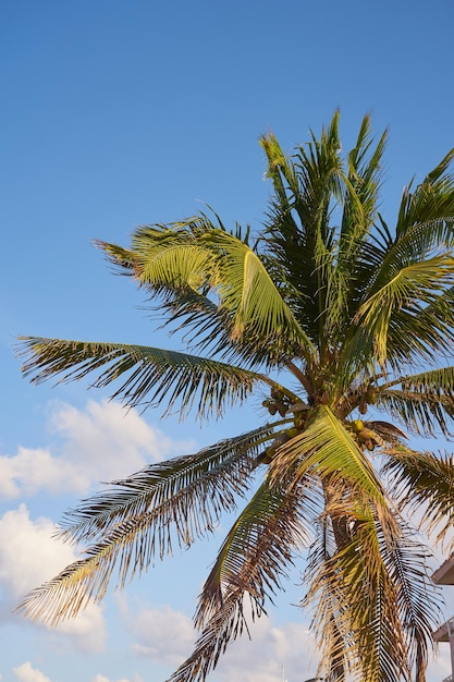 Een tropische palmboom met kokosnoten in de zon met een blauwe lucht op de achtergrond