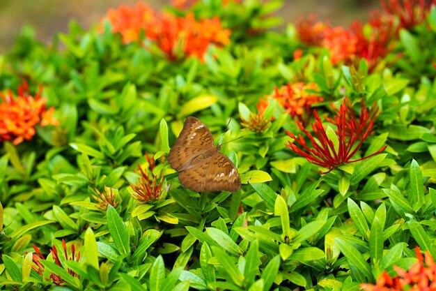 Een tropische vlinder verzamelt nectar van bloemen in de tuin fascinerend trage vleugelklep