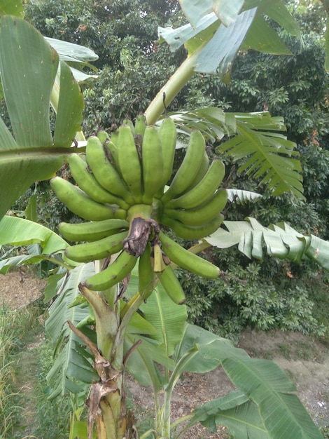 Een tros bananen aan een boom met op de achtergrond een bananenboom.