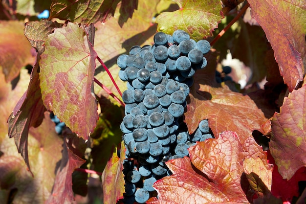 een tros blauwe druiven met rode bladeren in de wijngaard