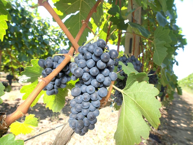 Een tros druiven die aan een wijnstok zitten