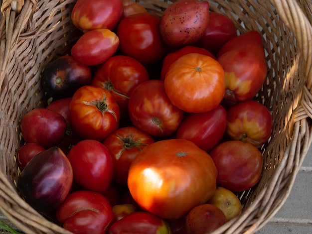 Een tros tomaten in een rieten mand boerderijoogst