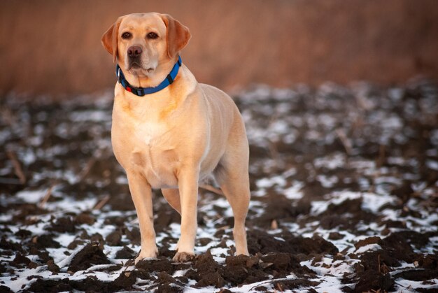 Foto een trotse labrador.