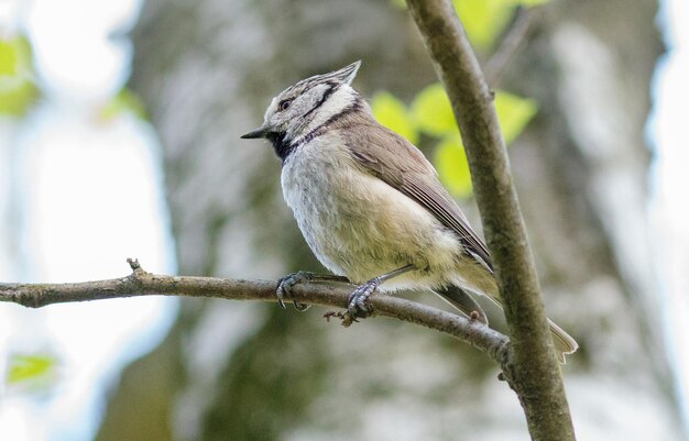 Een tufted titmouse zit op een tak van een boom.