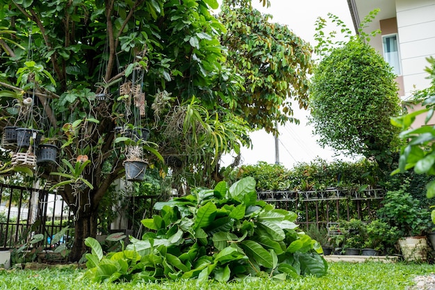 Een tuin met een boom op de achtergrond