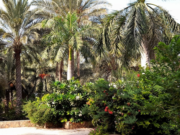 Een tuin met palmbomen en een paar andere planten