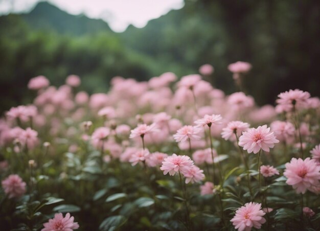 Een tuin met roze bloemen.