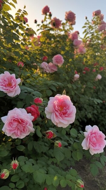 Een tuin met roze rozen en groene bladeren