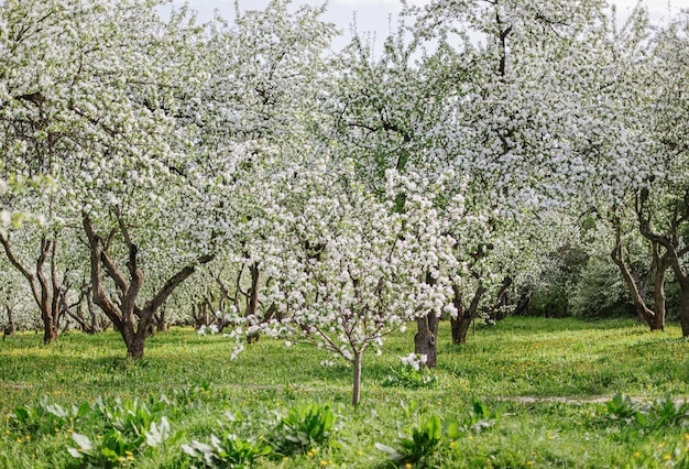 Een tuin met veel bomen en bloemen