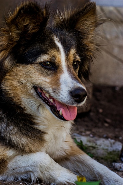 een tuinhond van verschillende kleuren heeft een muilkorf