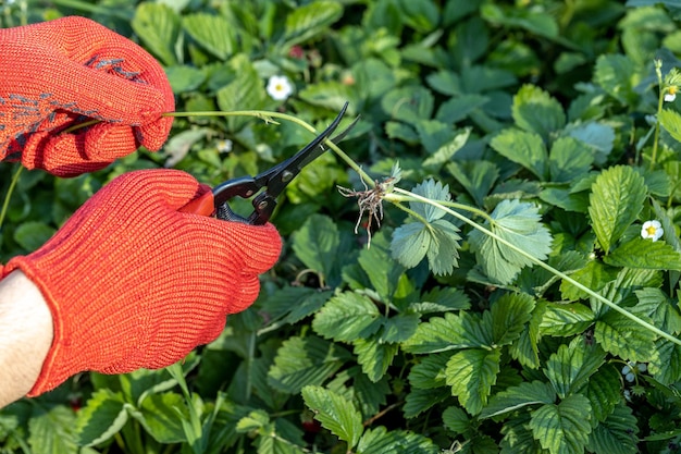 Foto een tuinier snijdt een jonge aardbeien snor met een snoeier