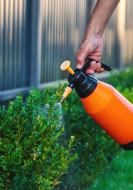 Een tuinier verwerkt boksenstruiken Selectieve focus