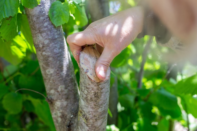 Een tuinman bedekt de snee van een fruitboom met boomgaardwas om ziekte te voorkomen