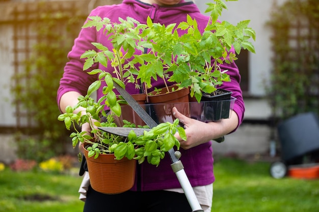 Een tuinman die verse stekken vervoert om in zijn eigen tuin te planten Het concept van biologische planten