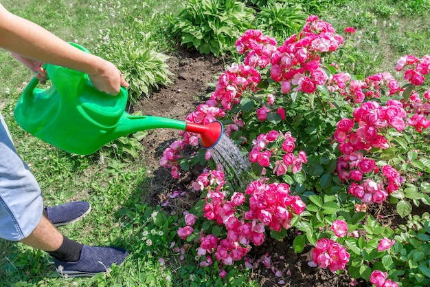 Een tuinman giet water uit een gieter over de struiken van een rode klimroos.