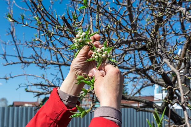 Een tuinman inspecteert de bloeiende takken van een appelboom. Voorjaarswerk in de tuin