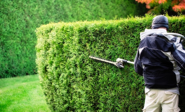 Een tuinman met automatische schaar snoeit een heg