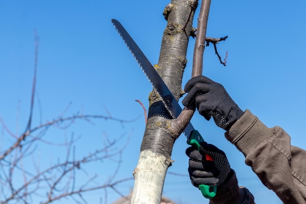 Een tuinman zaagt met een zaag extra takken van een boom af