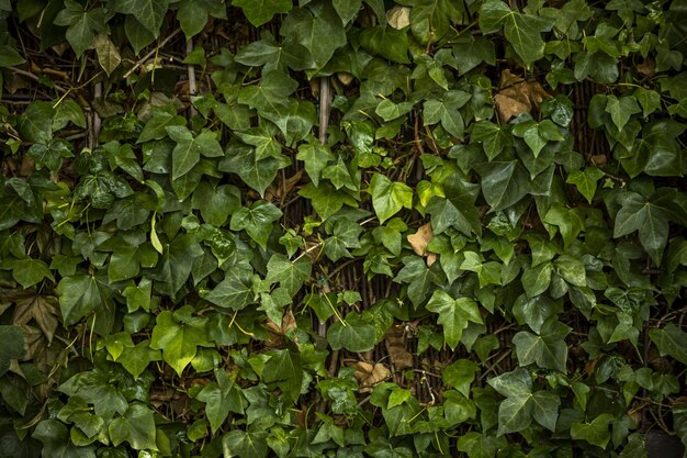 Een tuinmuur bedekt met wijnranken