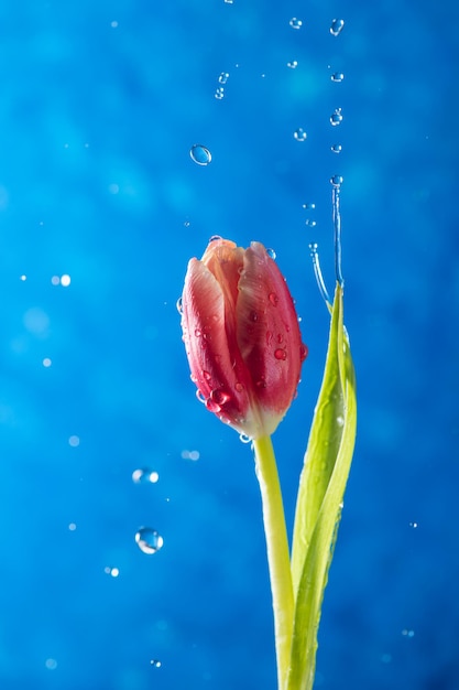 Een tulp op een blauwe achtergrond met waterdruppels