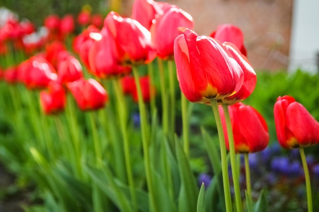 Een tulpen op de natuur op de achtergrond van het park