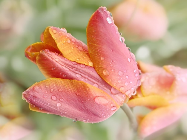 Foto een tulpenbloem op een zachte vage close-up als achtergrond