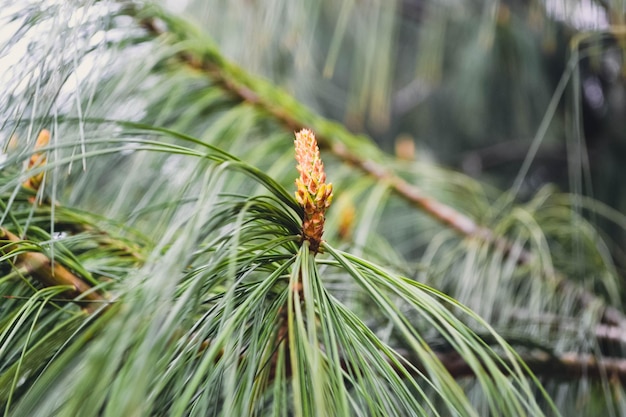 Een twijg van dennenboom en een jonge dennenkegel