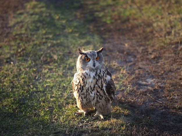 Een uil loopt op het gras. Avond licht.