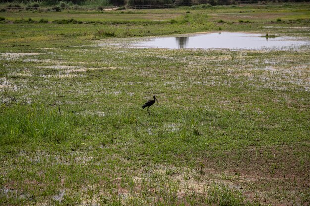 Een uitzicht met een glanzende Ibis in Delta del Llobregat, El Prat, Spanje