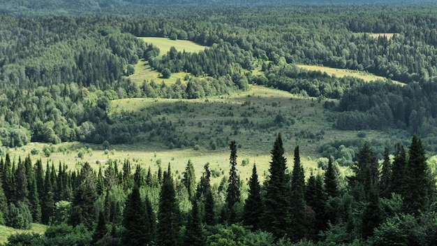 Foto een uitzicht op een bos met bomen en bergen op de achtergrond