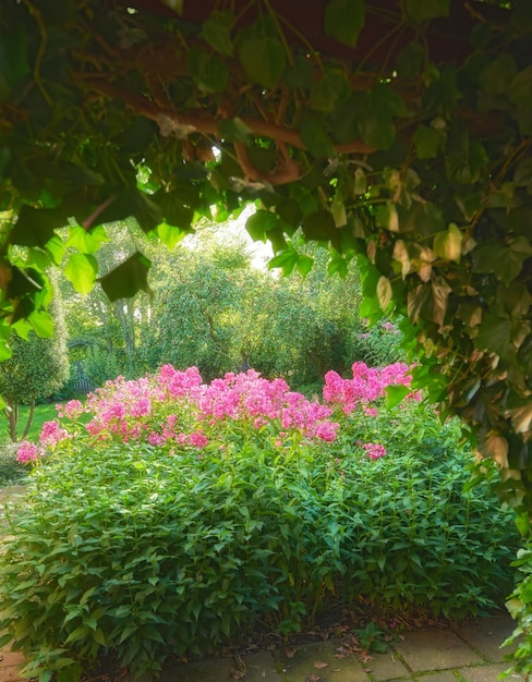 Een uitzicht op een park met struik en balsemroze bloesems in de Alpenbergen in de zomer Bloemen in een prachtige tuin Een bloesem van balsem op een heldere zonnige dag prachtige boom op de achtergrond