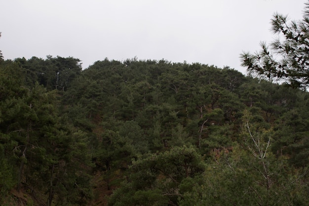 Een uitzicht op het milieu met prachtige bossen, natuurlijke, groene bomen