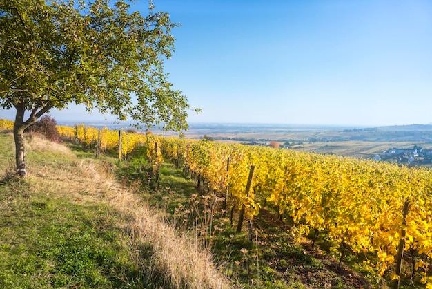 Een uitzicht over een wijngaard in de Elzas Frankrijk in de herfstlicht