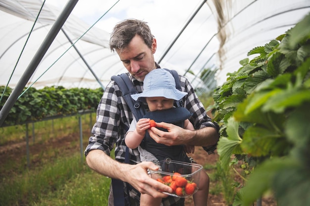 Een vader en zoon genieten van het plukken van verse aardbeien, samen gezinslevensstijl