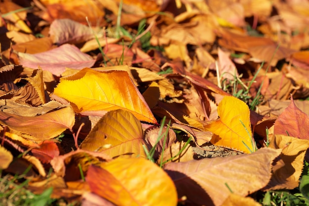 een vallend herfstgeel blad op de grond