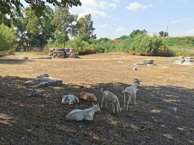 Een van de zeven wonderen van de ruïnes van de oude wereld van de Artemis-tempel in het district Efeze Selcuk