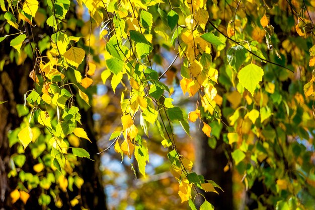 Een van veelkleurige berken herfstbladeren bij zonnig weer